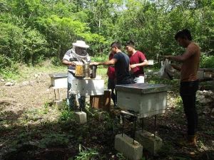 PRODUCIRÁN ABEJAS REINA LA SDR E IT DE HOPELCHEN